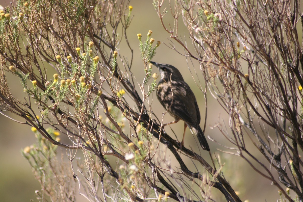 Yellow-tufted Pipit - Dawie de Swardt