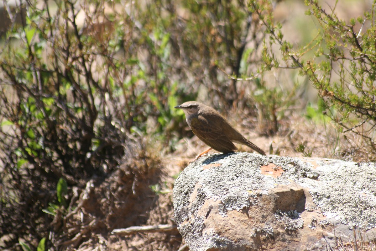 Yellow-tufted Pipit - Dawie de Swardt