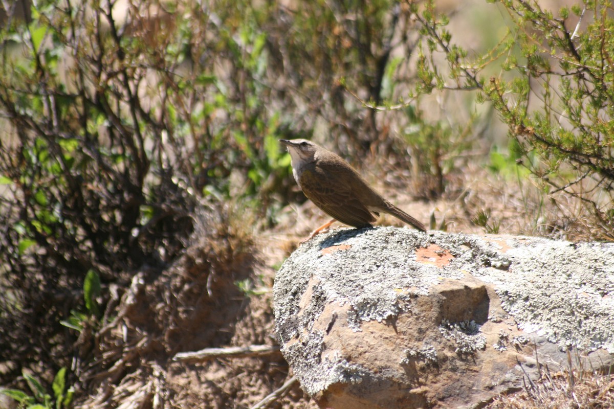 Yellow-tufted Pipit - Dawie de Swardt