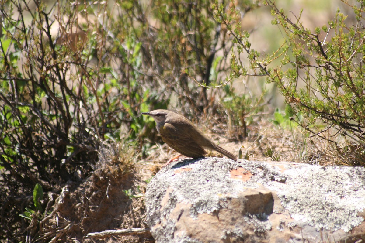 Yellow-tufted Pipit - Dawie de Swardt