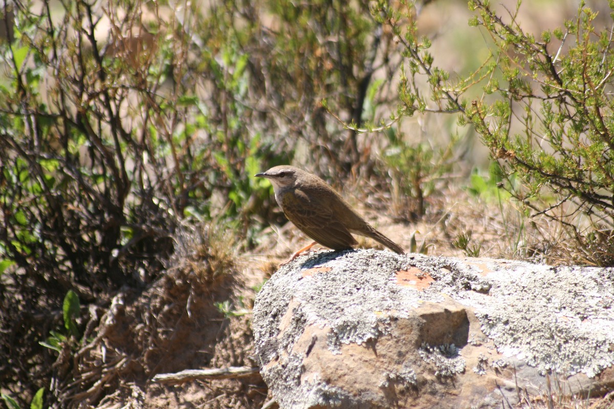 Yellow-tufted Pipit - ML615700762