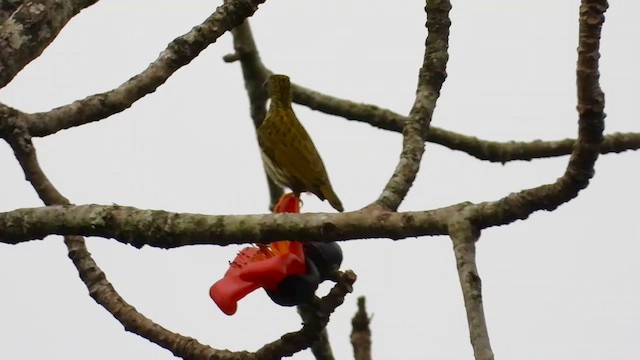 Streaked Spiderhunter - ML615700773