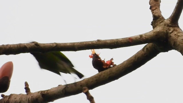 Golden-fronted Leafbird - ML615700779