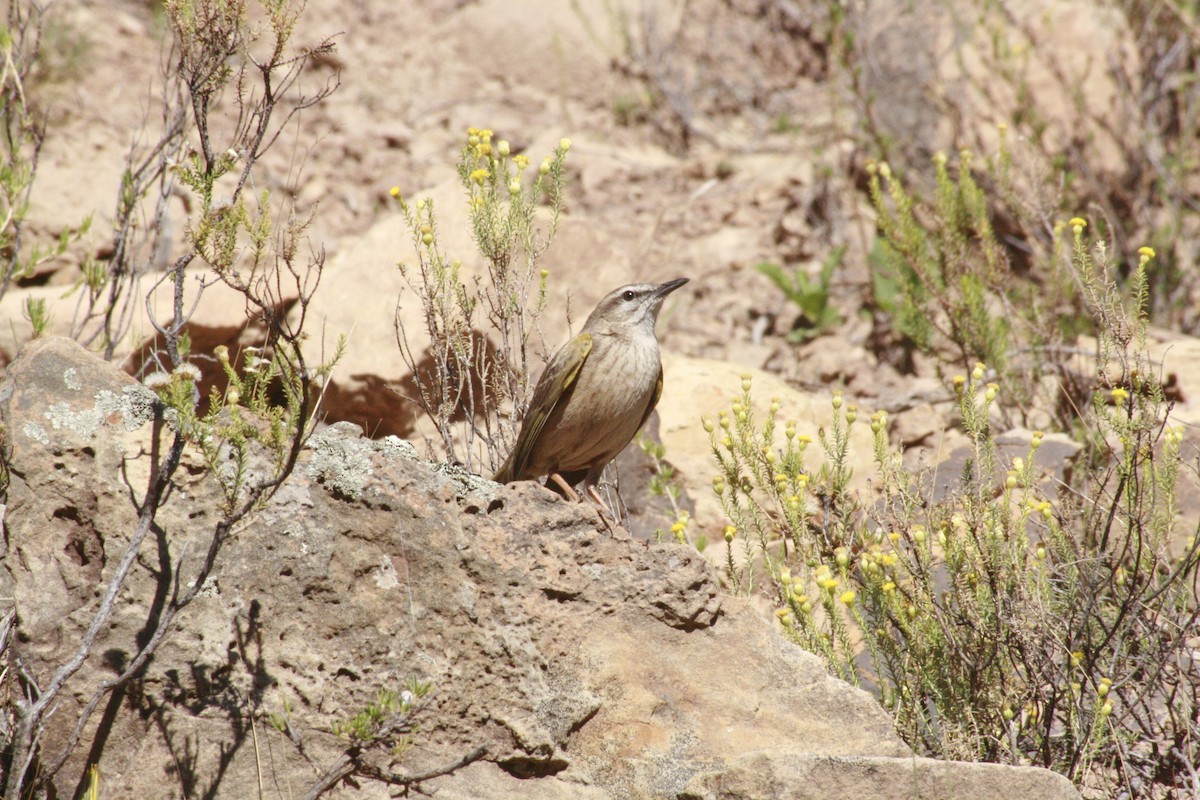 Yellow-tufted Pipit - ML615700820