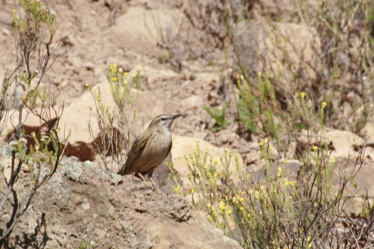 Yellow-tufted Pipit - Dawie de Swardt