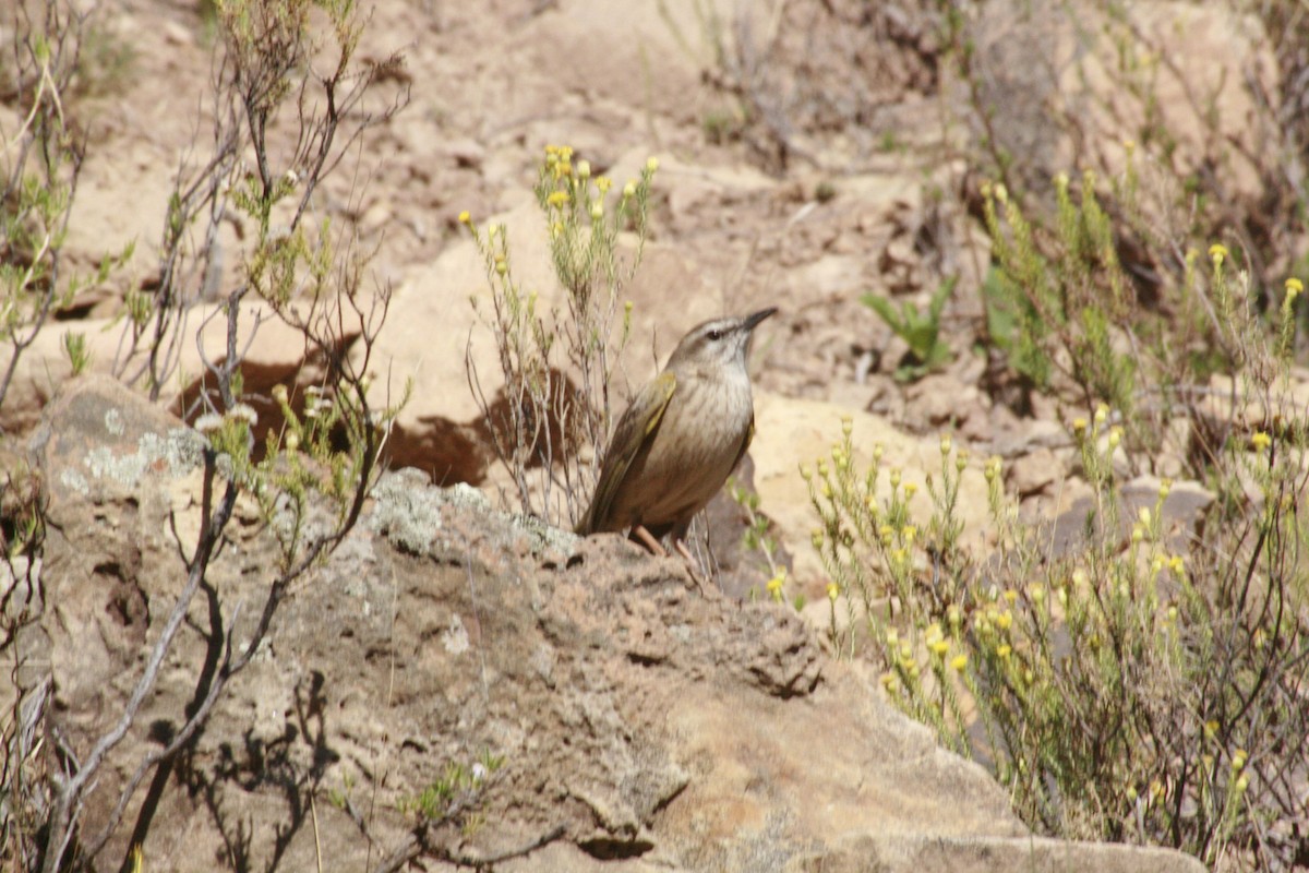 Yellow-tufted Pipit - Dawie de Swardt