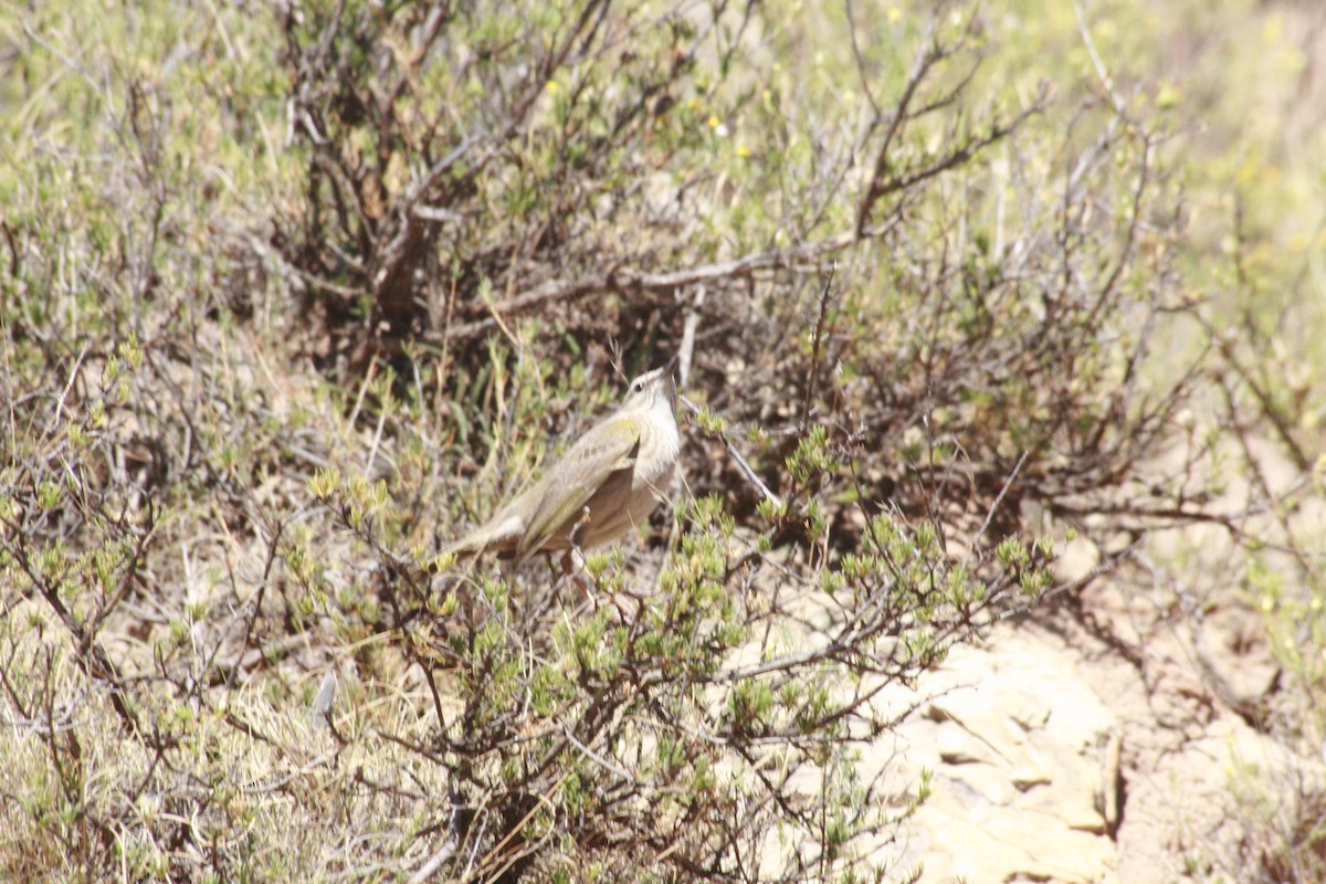 Yellow-tufted Pipit - ML615700826