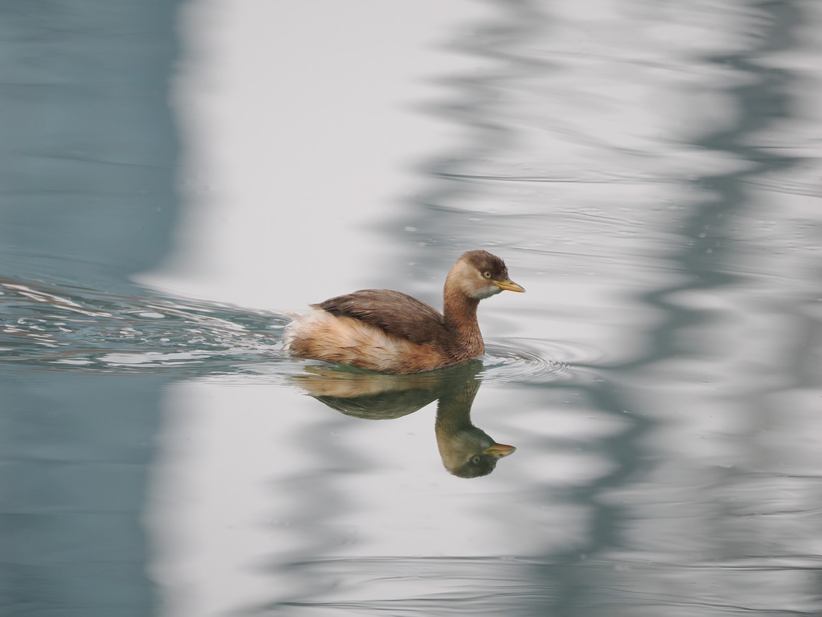 Little Grebe - Yawei Zhang