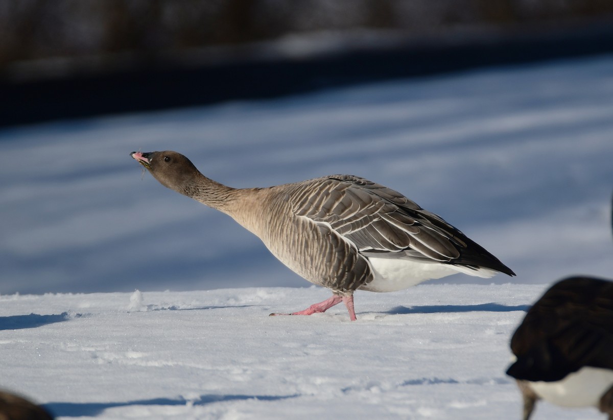 Pink-footed Goose - ML615700842