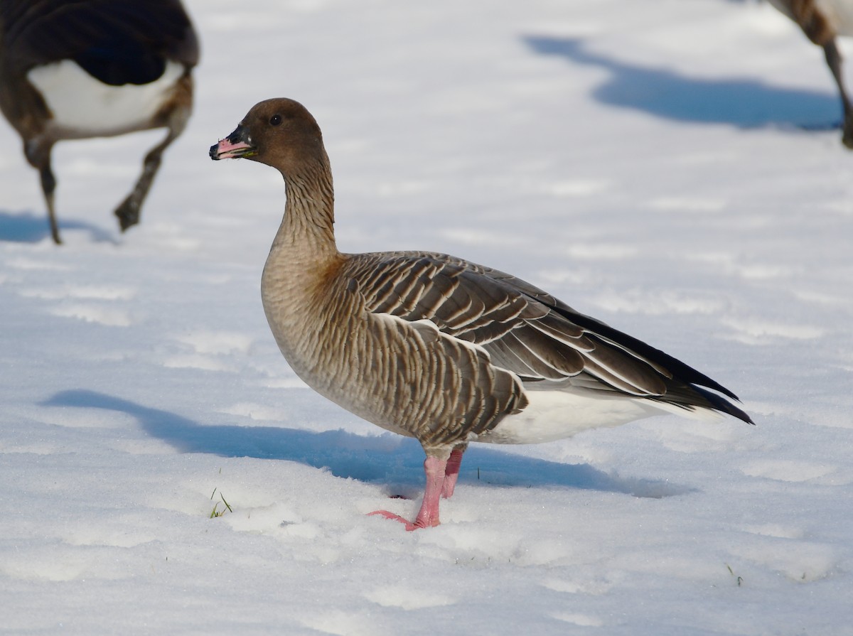 Pink-footed Goose - ML615700843