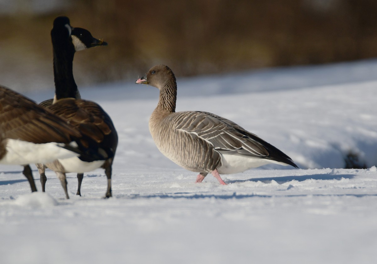 Pink-footed Goose - ML615700844
