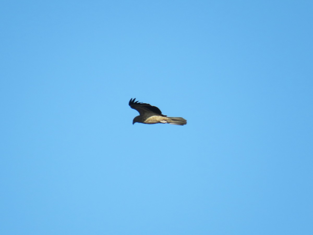 Whistling Kite - Michel Turcot