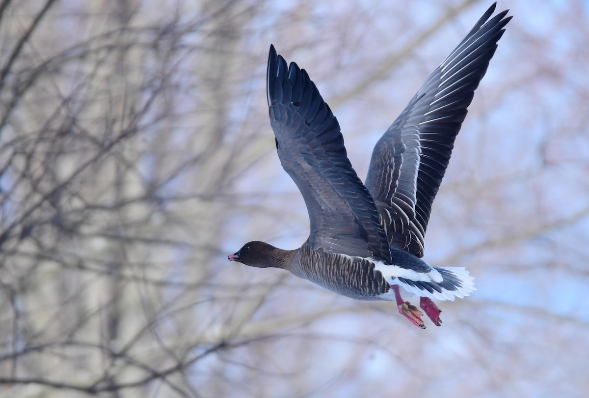Pink-footed Goose - ML615700846
