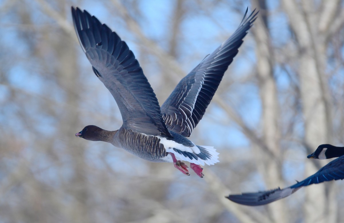 Pink-footed Goose - ML615700847