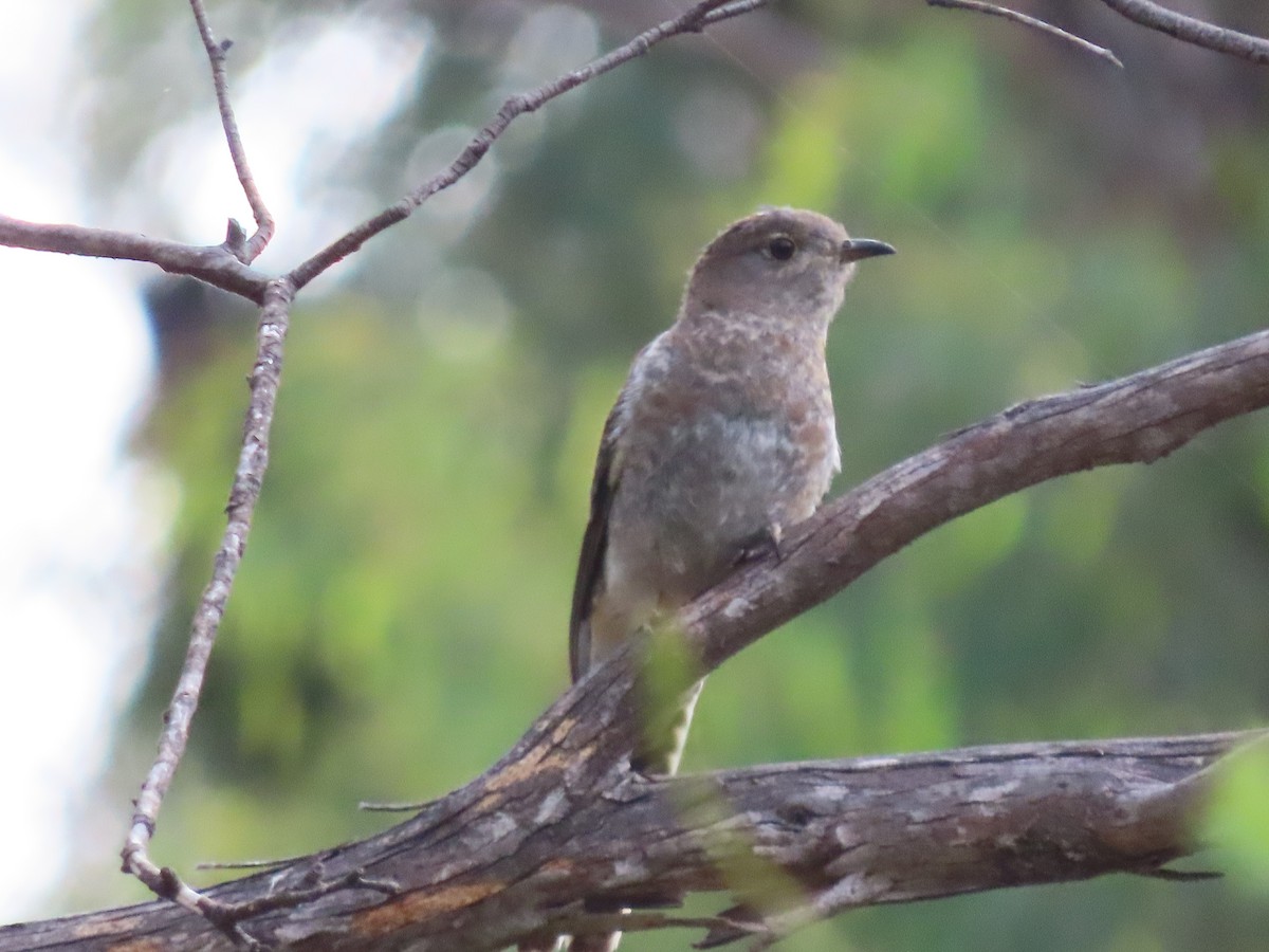 Fan-tailed Cuckoo - Sandra Henderson