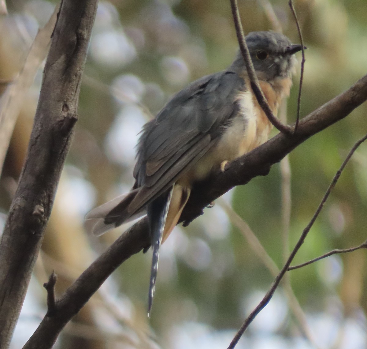 Fan-tailed Cuckoo - Sandra Henderson