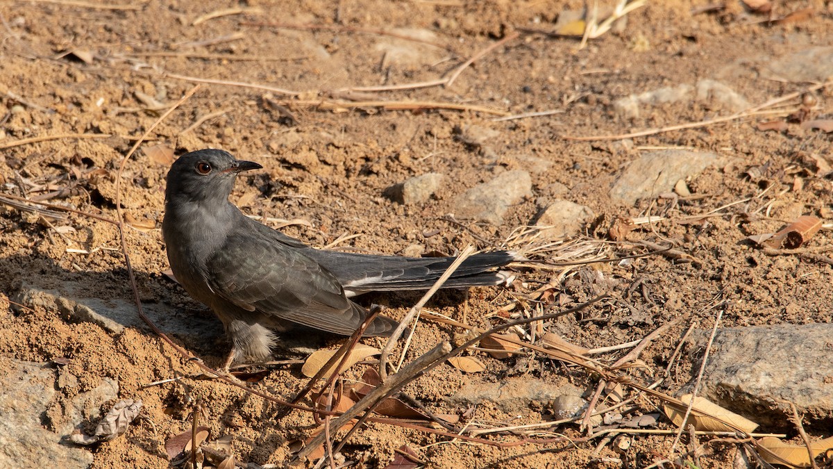 Gray-bellied Cuckoo - ML615700877