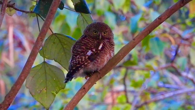 Asian Barred Owlet - ML615700910