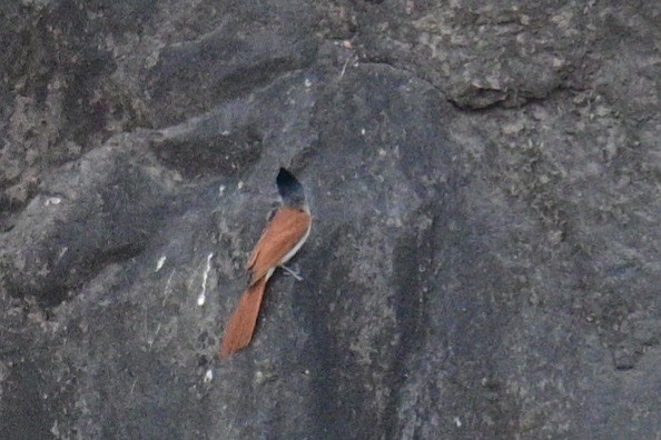 Indian Paradise-Flycatcher - Shamik Sathe