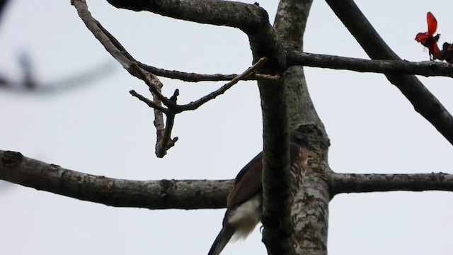 Crested Goshawk - ML615700974