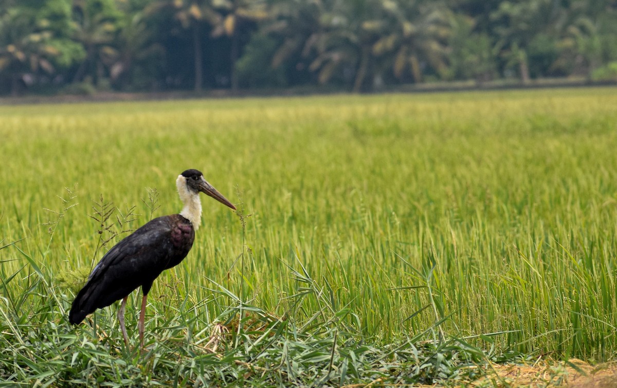 Asian Woolly-necked Stork - ML615700988