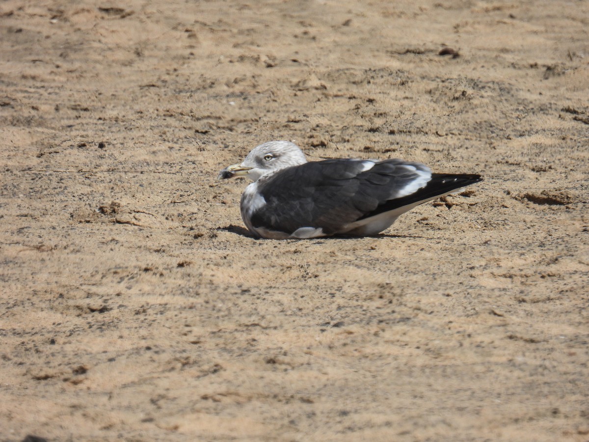 Lesser Black-backed Gull - ML615700994