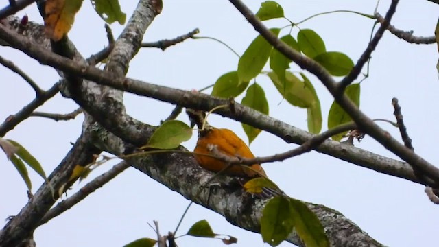 Greater Flameback - ML615700995