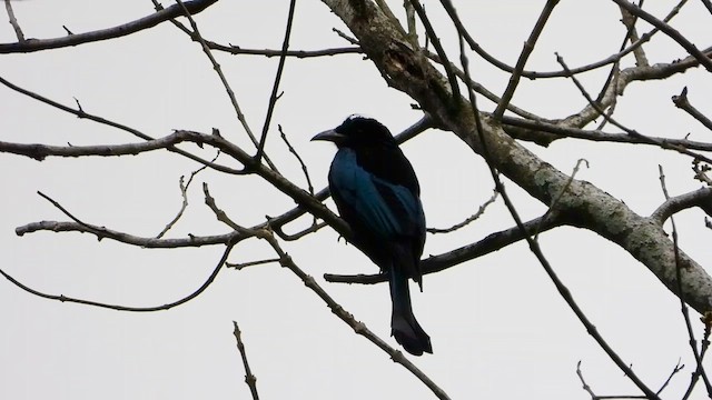 Drongo à crinière - ML615700998