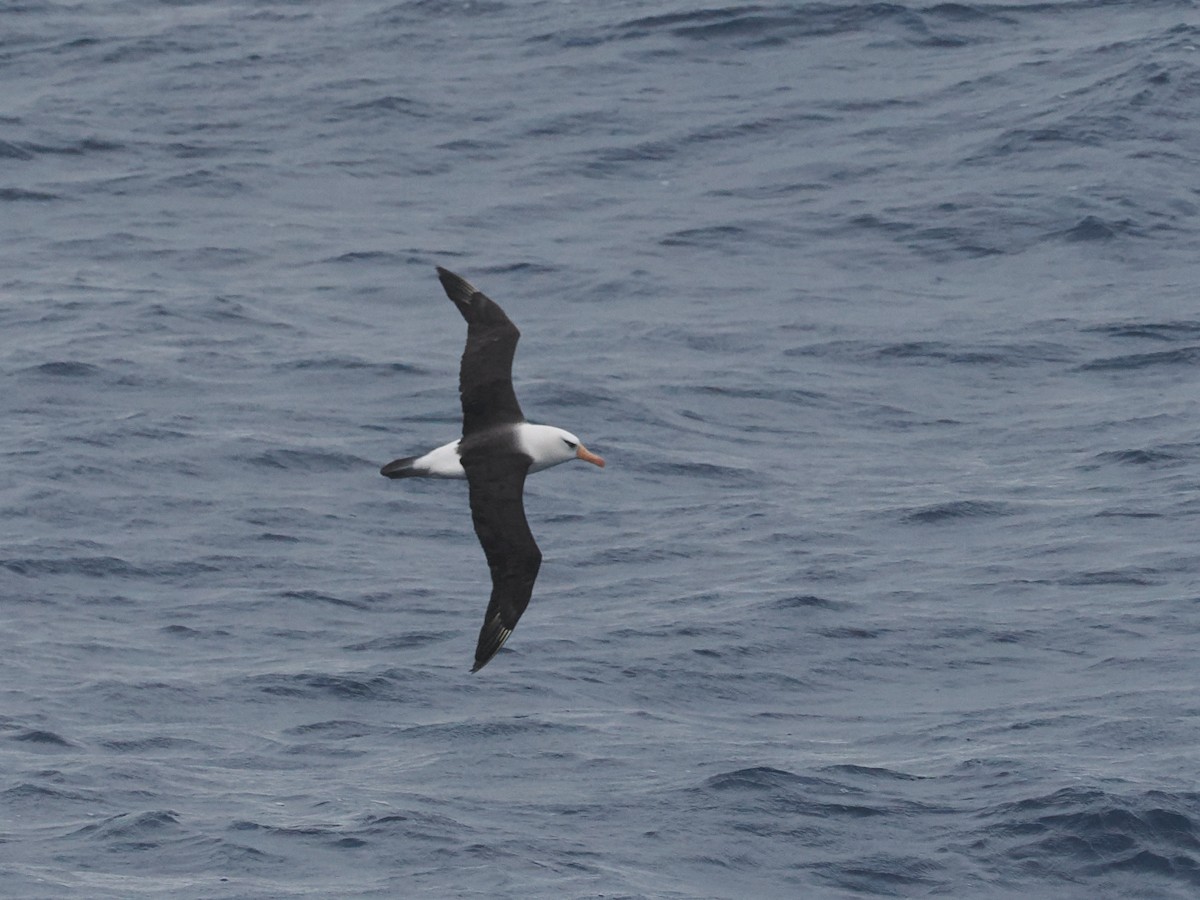 Albatros à sourcils noirs - ML615701057