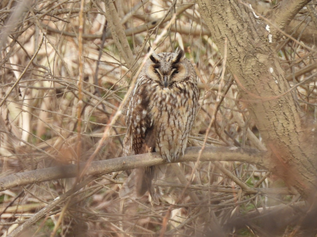 Long-eared Owl - ML615701100