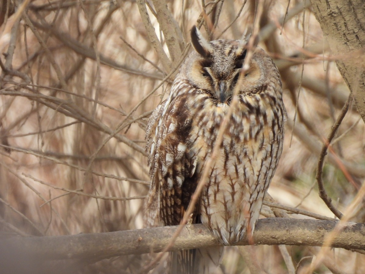 Long-eared Owl - ML615701101