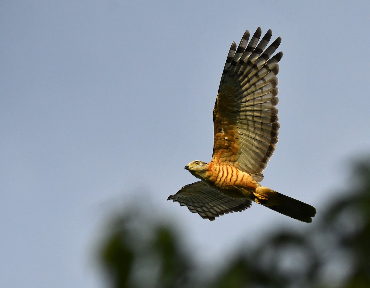 Pacific Baza - ML615701148