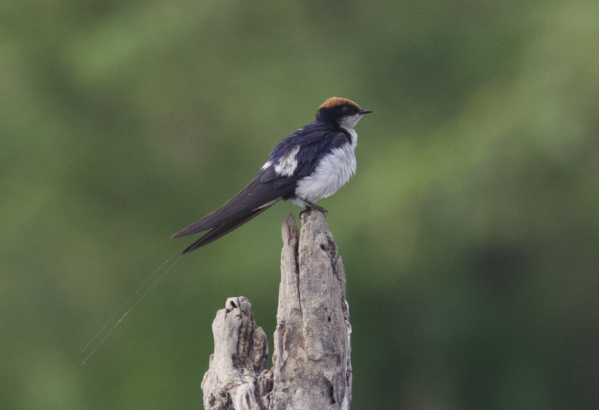 Wire-tailed Swallow - ML615701162