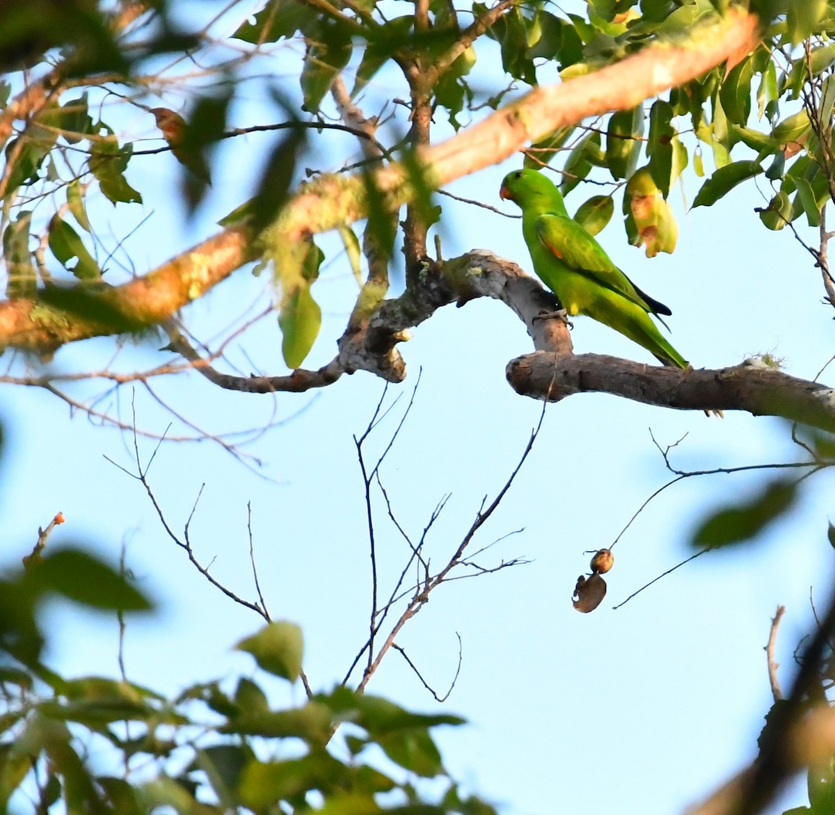 Olive-shouldered Parrot - ML615701206