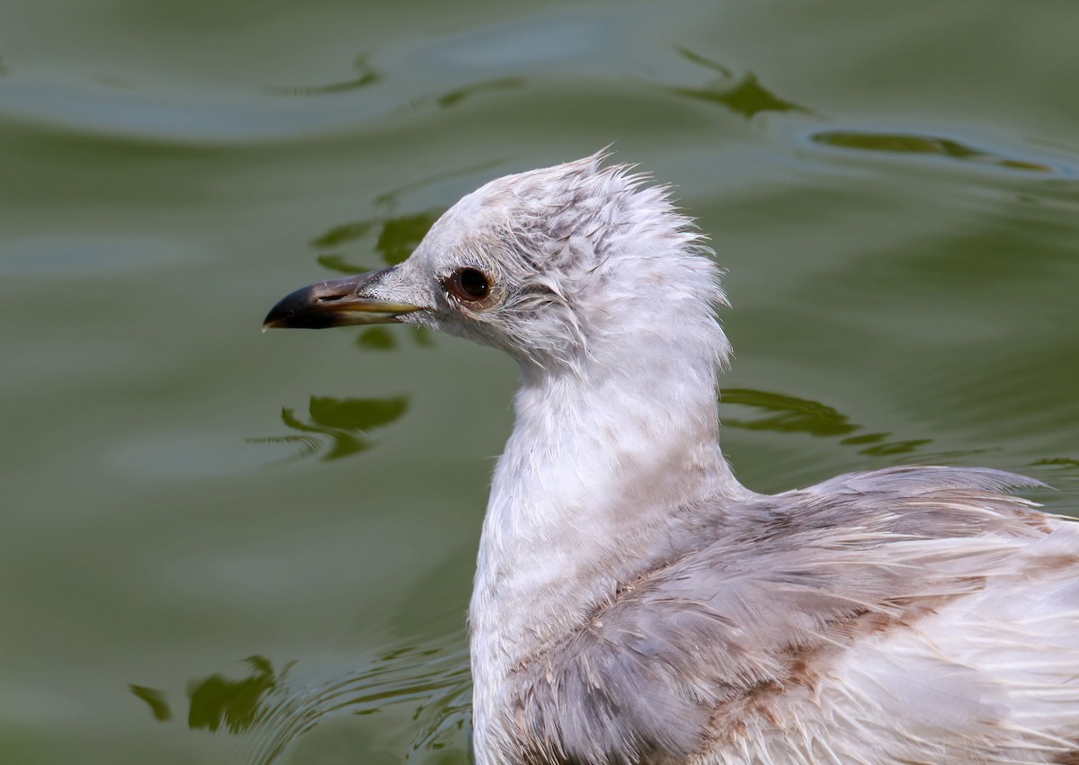 Short-billed Gull - ML615701207