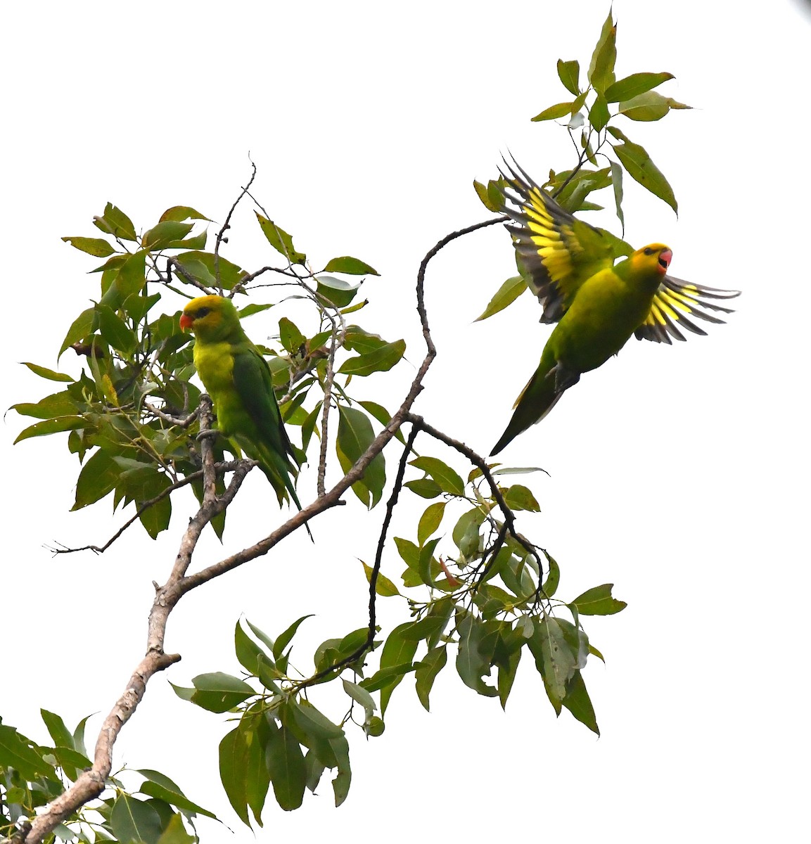 Olive-headed Lorikeet - ML615701211