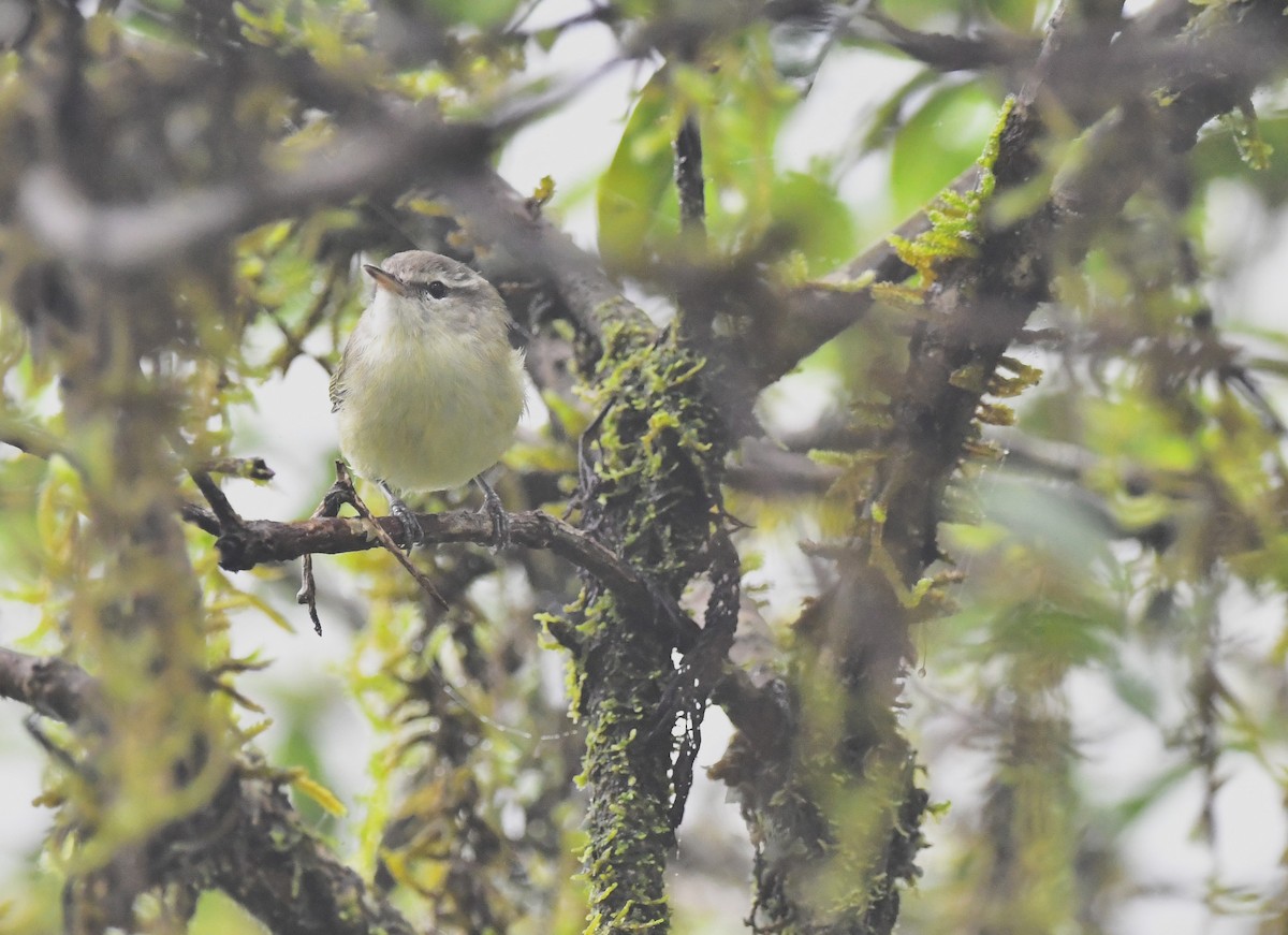 Mosquitero de Timor - ML615701213