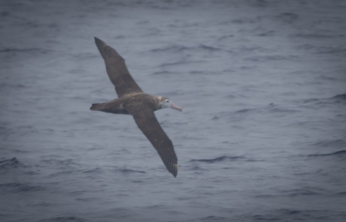 Antipodean Albatross - ML615701227