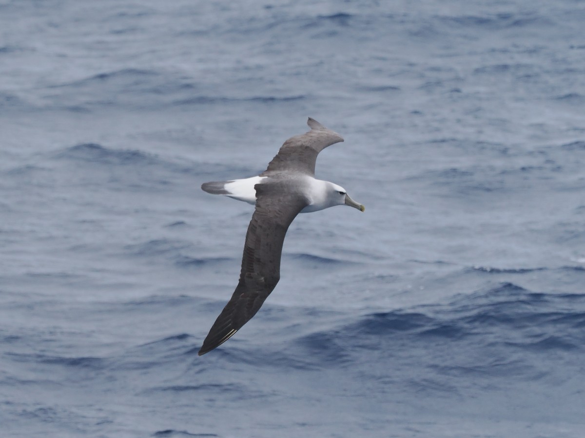 Salvin's Albatross - ML615701233