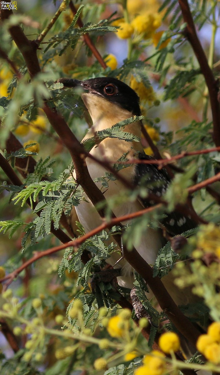 Great Spotted Cuckoo - ML615701290