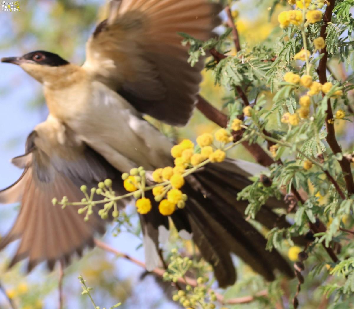 Great Spotted Cuckoo - ML615701291