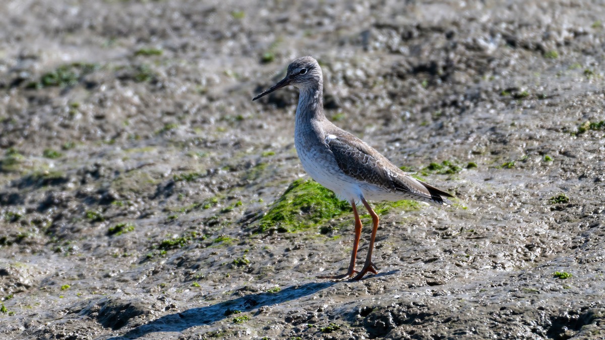 Common Redshank - ML615701369