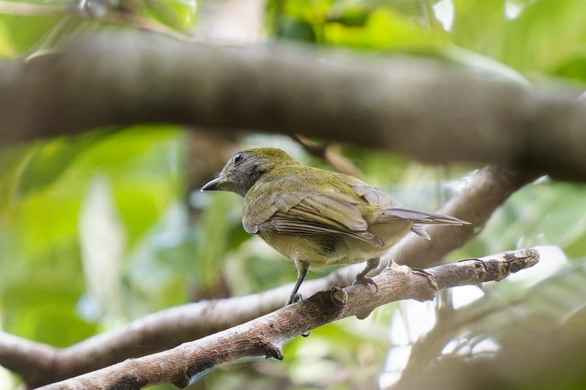 Yellow-crowned Manakin - ML615701388