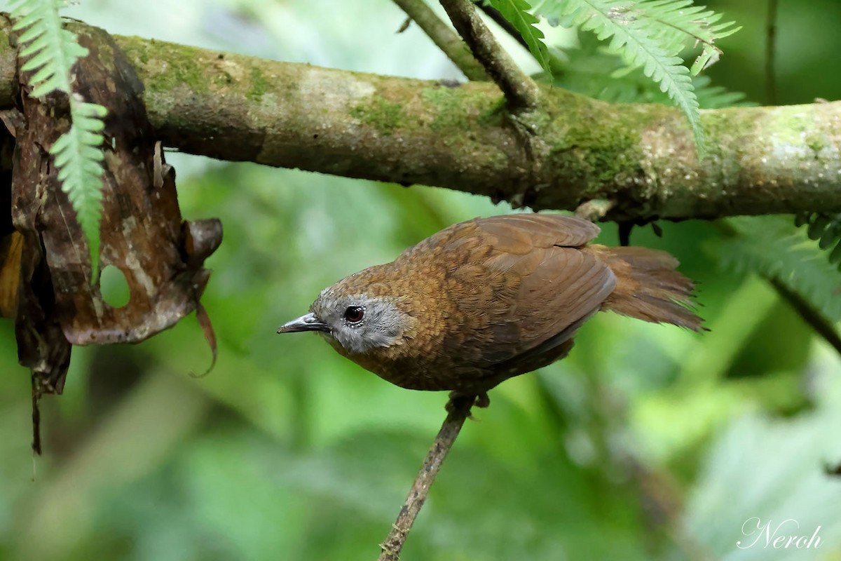 Gray-bellied Wren-Babbler - ML615701402