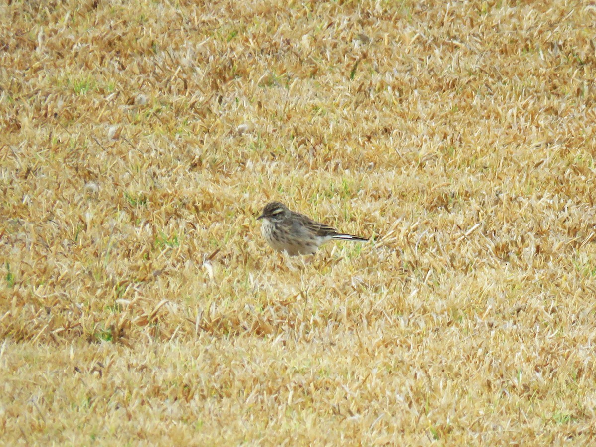 Australian Pipit - Michel Turcot