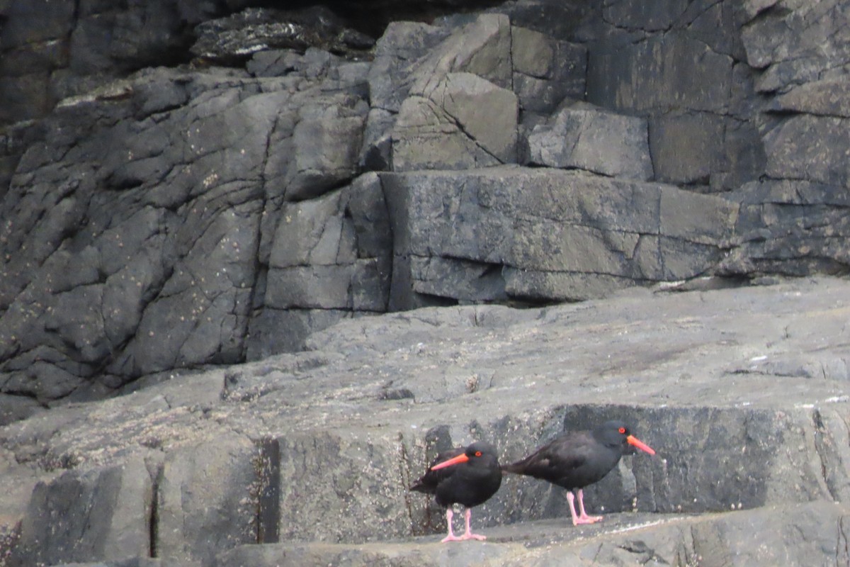 Sooty Oystercatcher - ML615701447