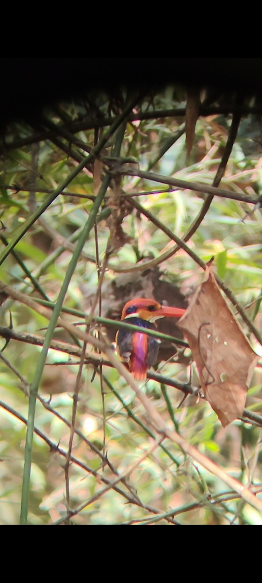 Dschungelzwergfischer - ML615701460