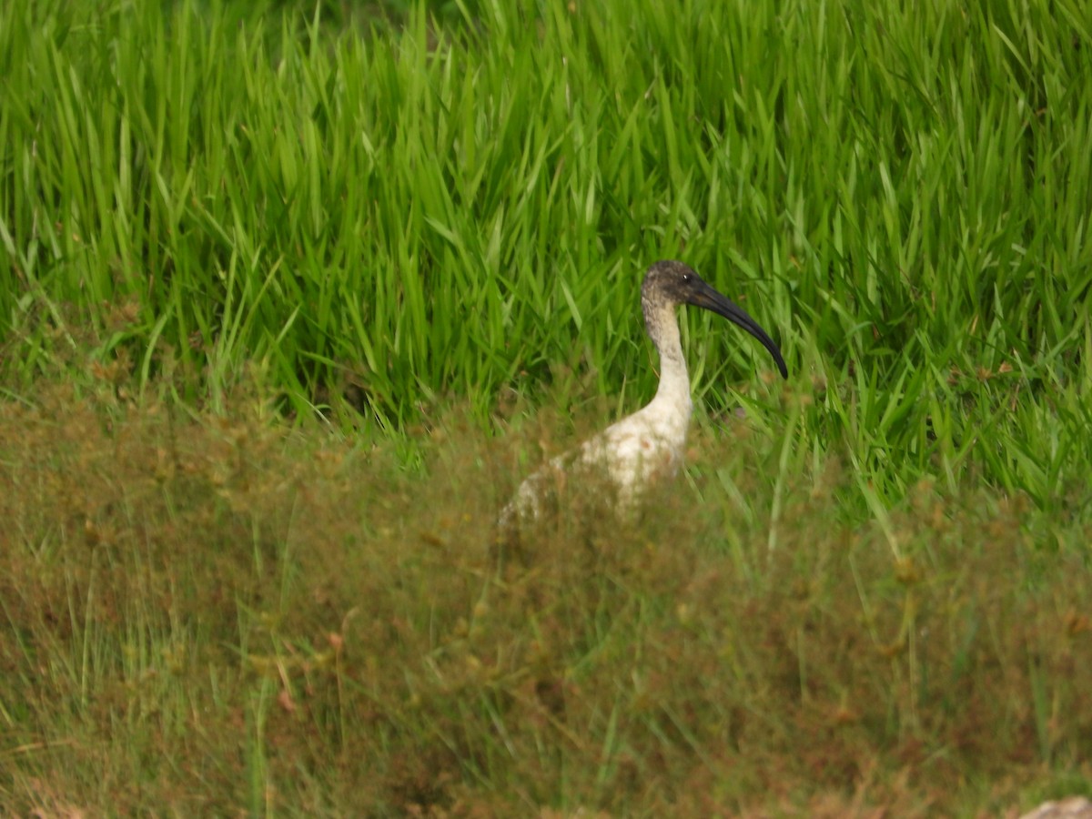 Black-headed Ibis - ML615701510