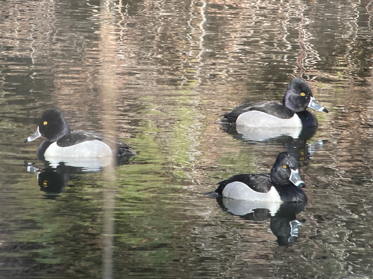 Ring-necked Duck - ML615701541