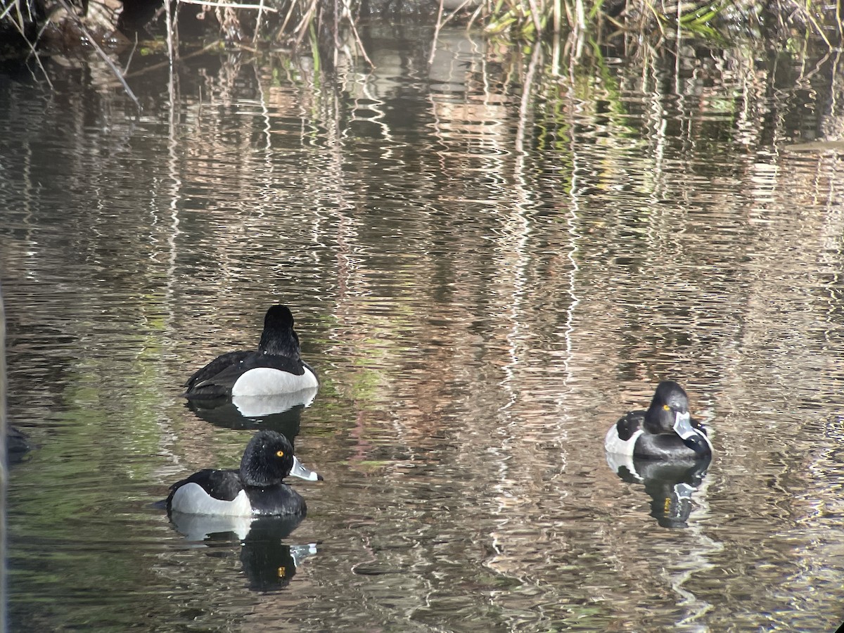 Ring-necked Duck - Craig R Miller